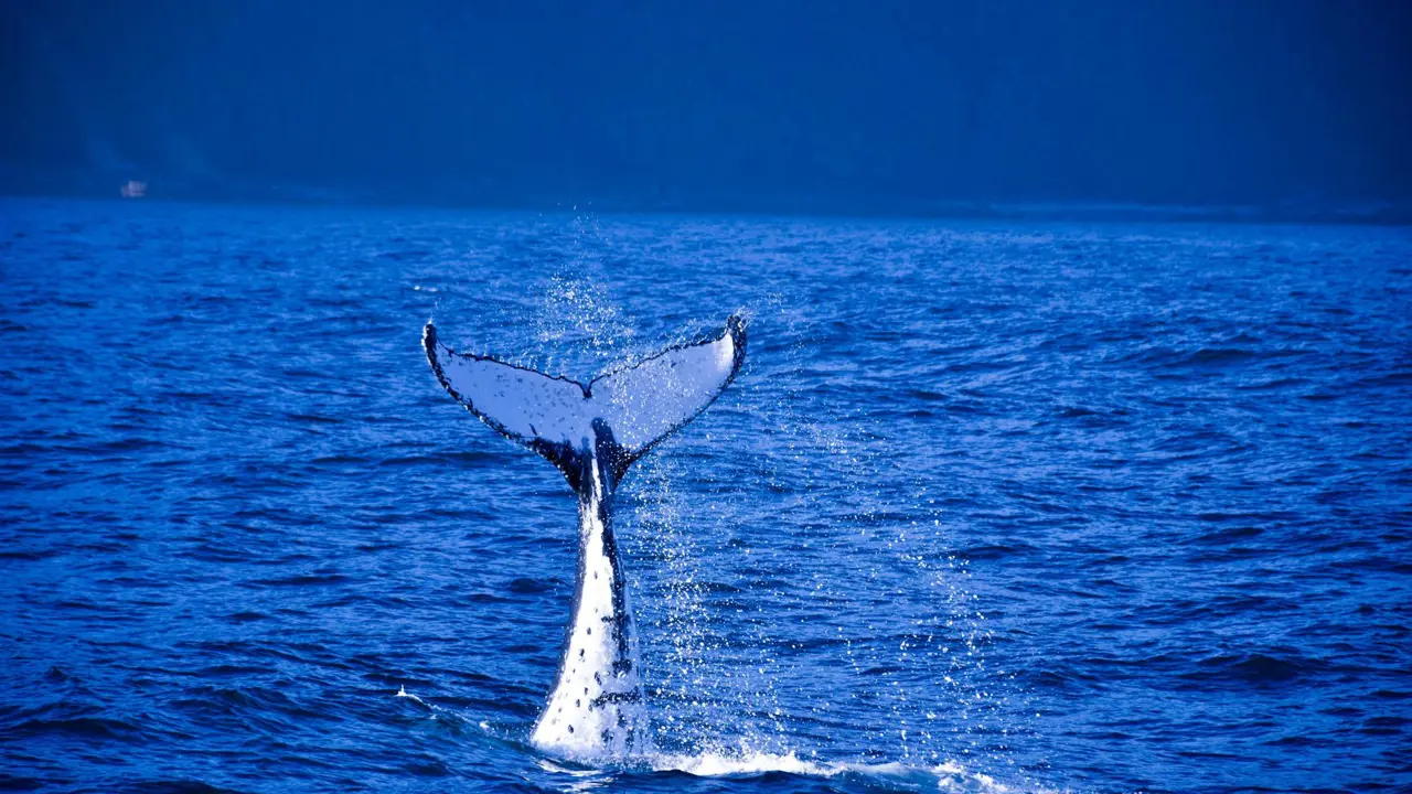 A whale near Milford Sound, New Zealand