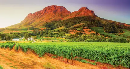 Vineyards and Helderberg Mountain near Stellenbosch, Western Cape