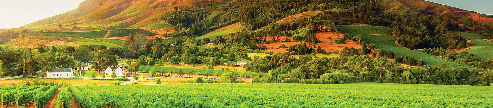 Vineyards and Helderberg Mountain near Stellenbosch, Western Cape