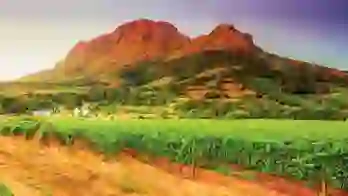 South Africa vineyard