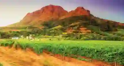 Vineyards and Helderberg Mountain near Stellenbosch, Western Cape