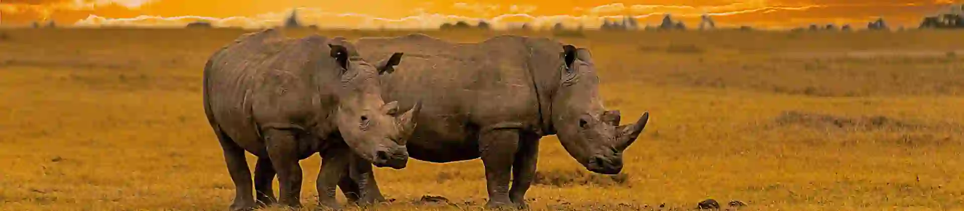 Sh 2123121206 Rhino In Kruger