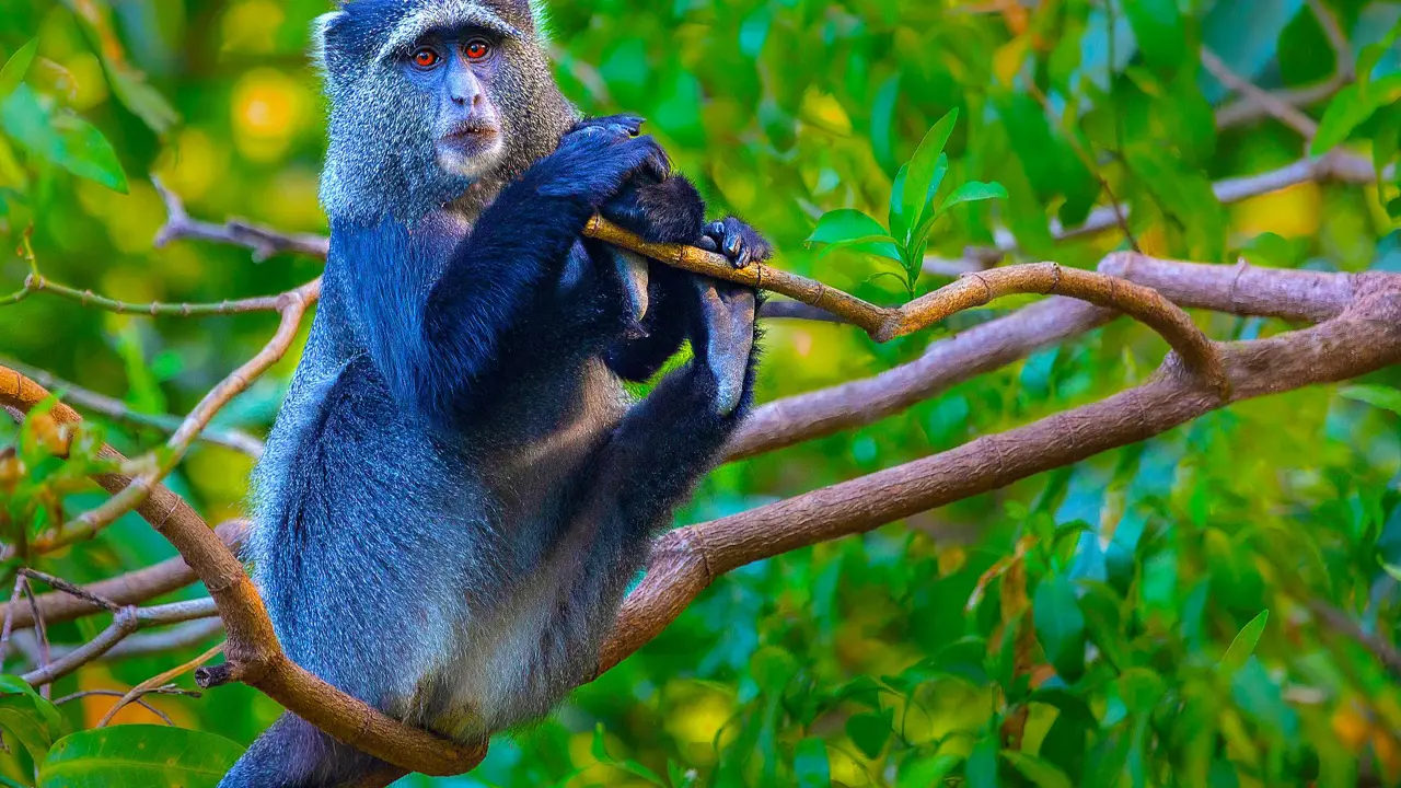 Blue monkey, Lake Manyara
