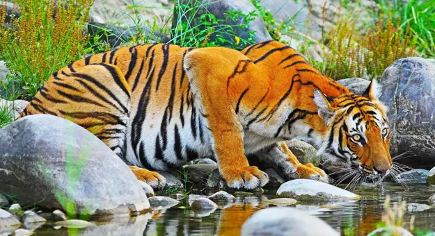 A Bengal tiger drinking from a stream, surrounded by rocks and greenery in Chitwan National Park, Nepal