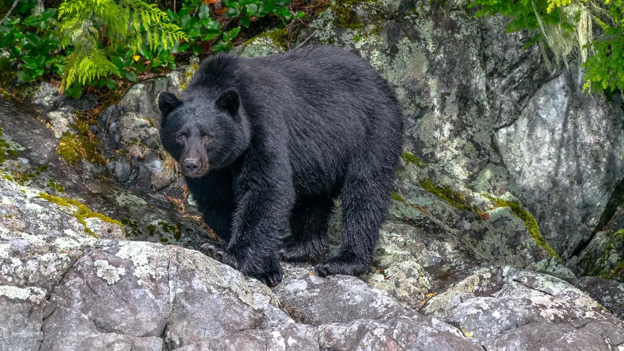 Black bear on rocky coastal beach near Tofino, Vancouver Island, British Columbia, Canada