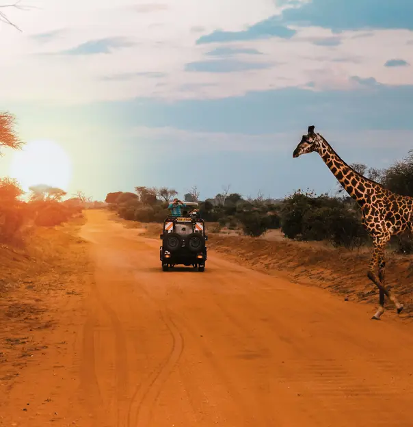 A Jeep Stops While A Giraffe Crosses The Road During A Safari In Kenya