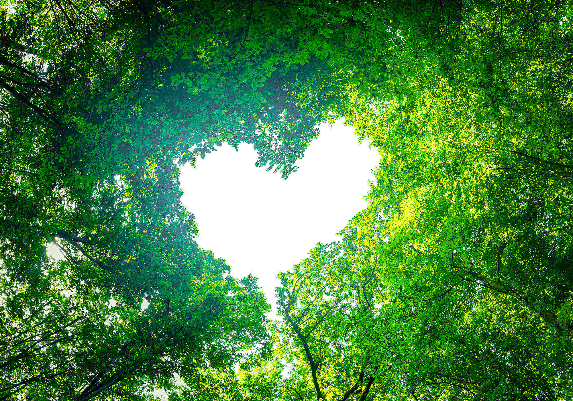 2000X1400 10 Open Sh 2003156366 1 (1)