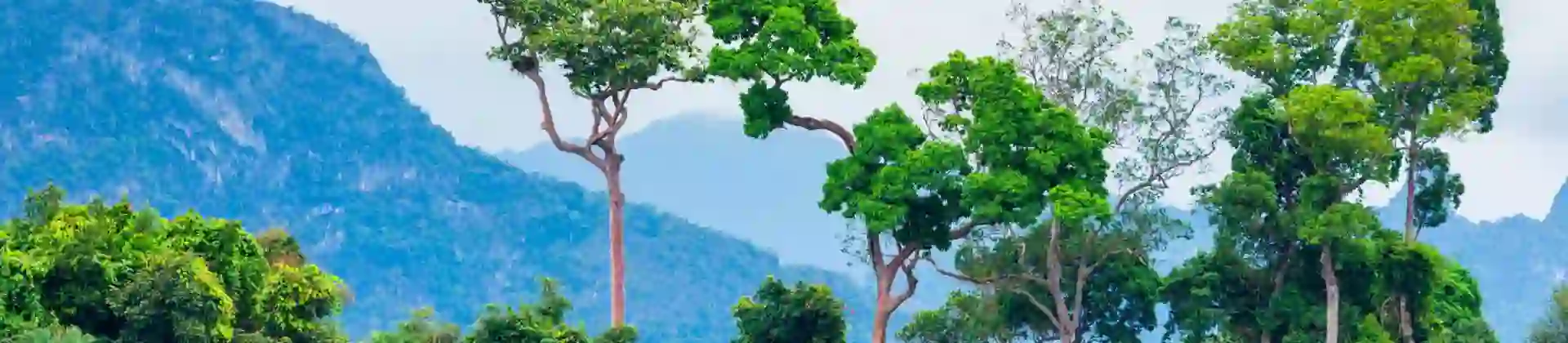 A view of the Amazon rainforest with mountains in the background