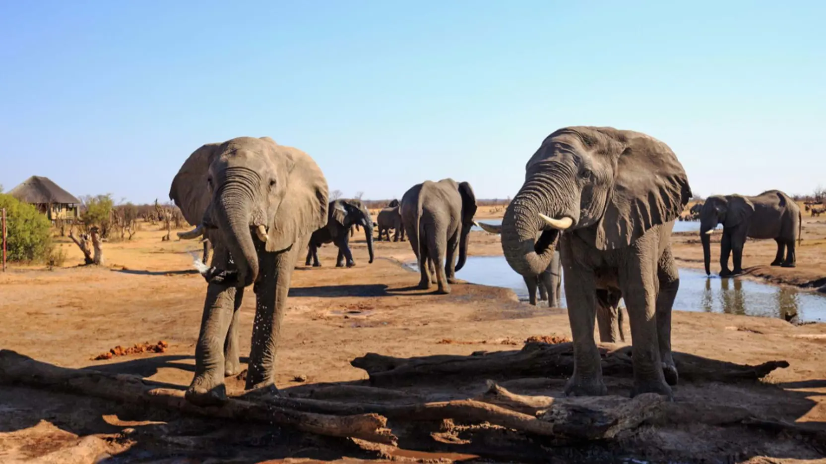 Elephants at a watering hole, Hwange National Park