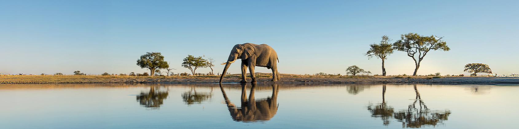 An elephant drinks from a calm waterhole in an open African savanna, with sparse trees and a clear blue sky reflected in the still water