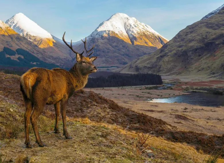 Gettyimages 1149357705 Red Deer Stag, Scottish Highlands