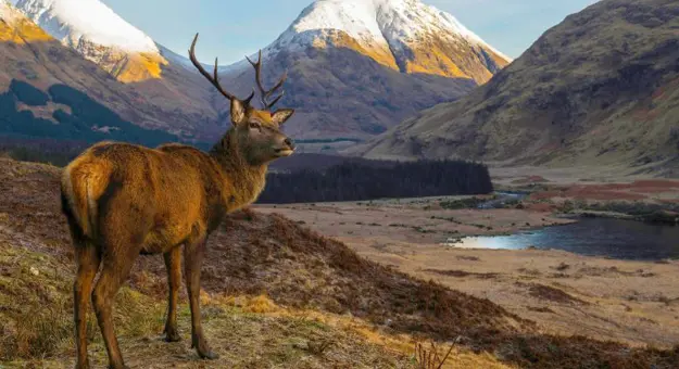 Gettyimages 1149357705 Red Deer Stag, Scottish Highlands