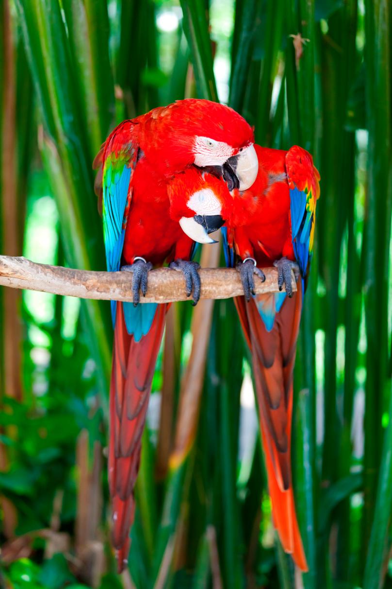Scarlet Macaws