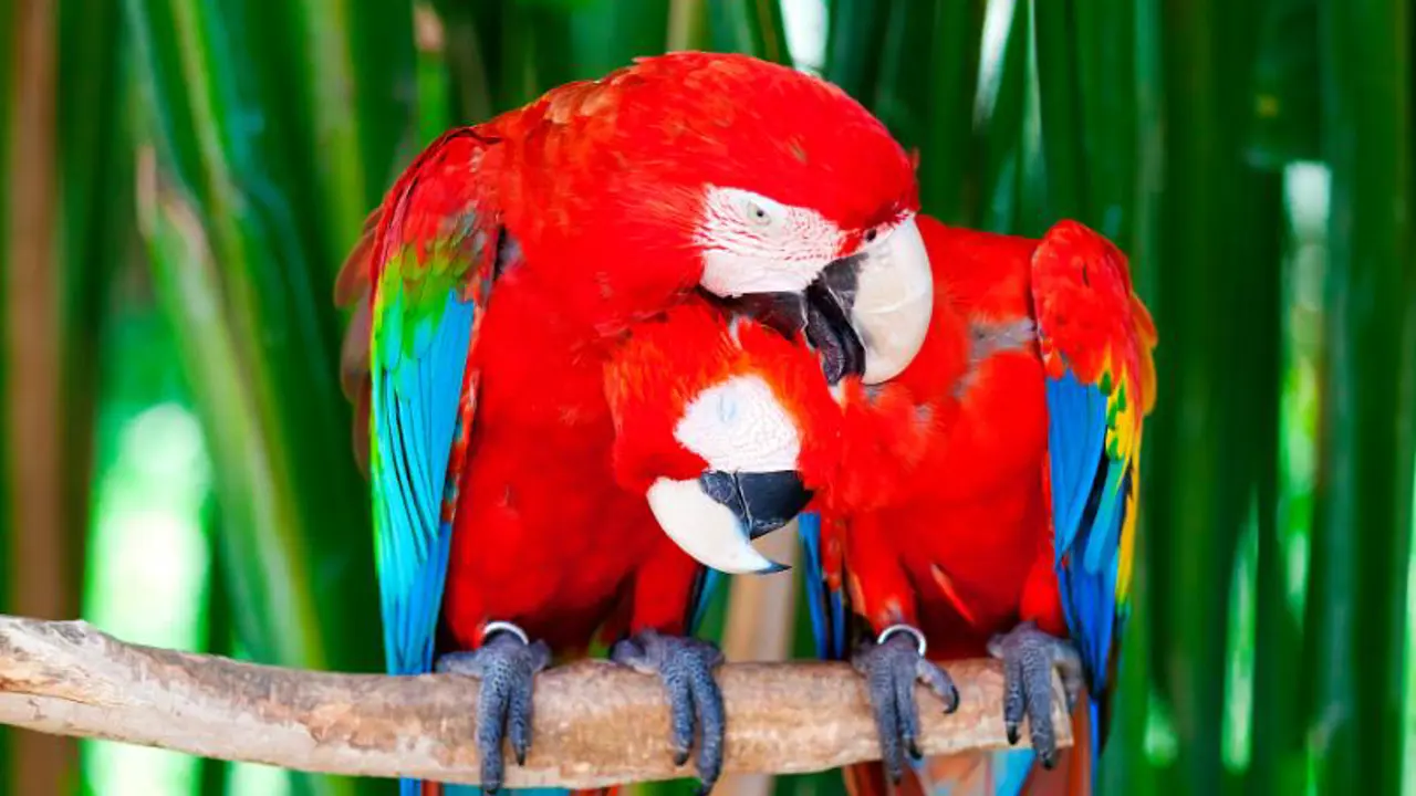 Scarlet Macaws