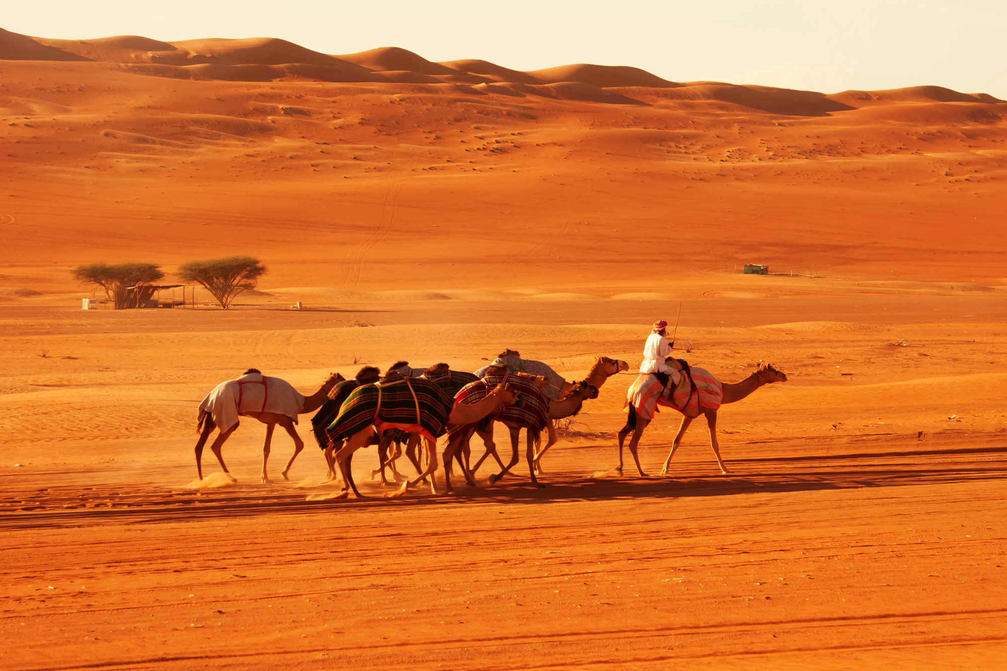 Riding Camels through the Arabian Desert, Oman