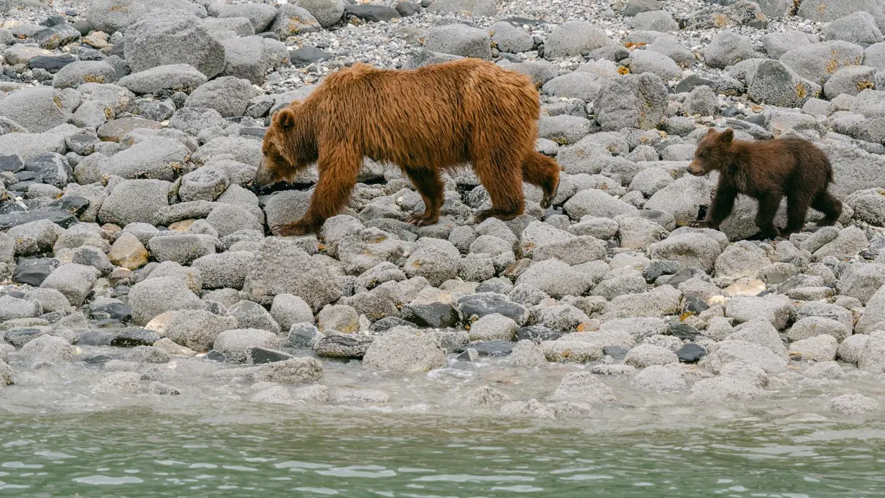Grizzly bear mother and cub foraging along beach, Glacier Bay National Park, Alaska