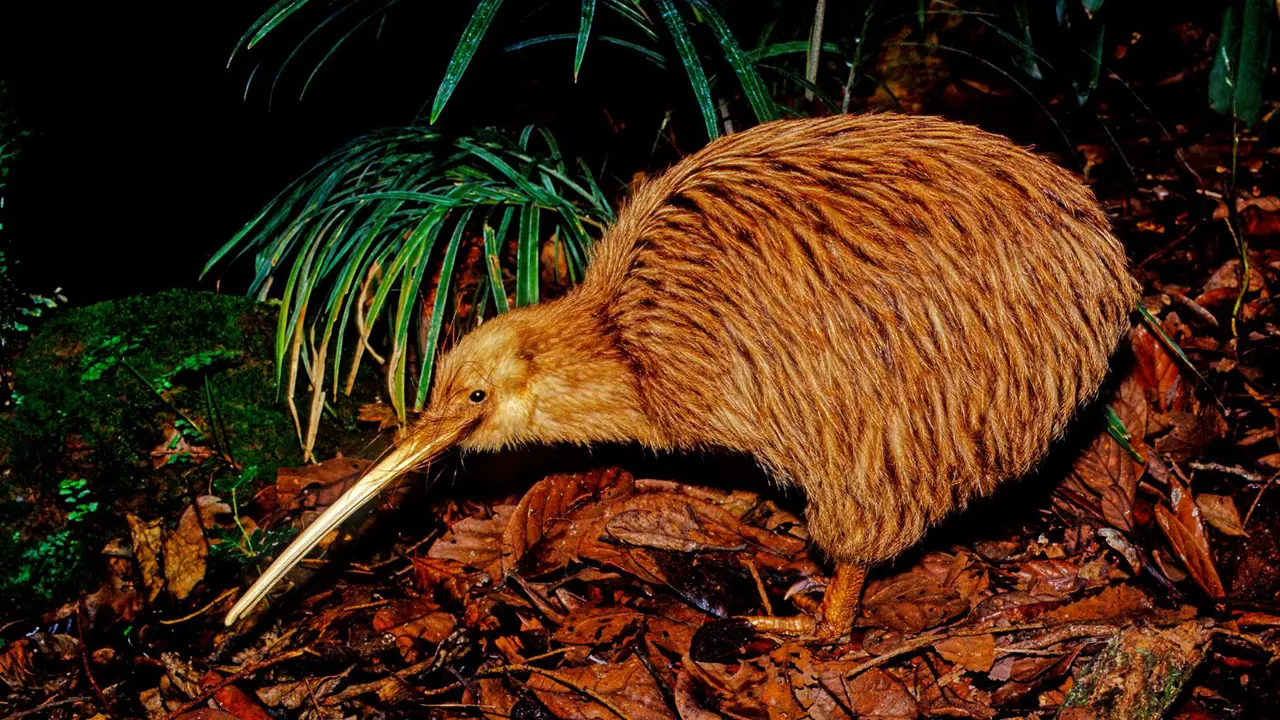 Kiwi, New Zealand