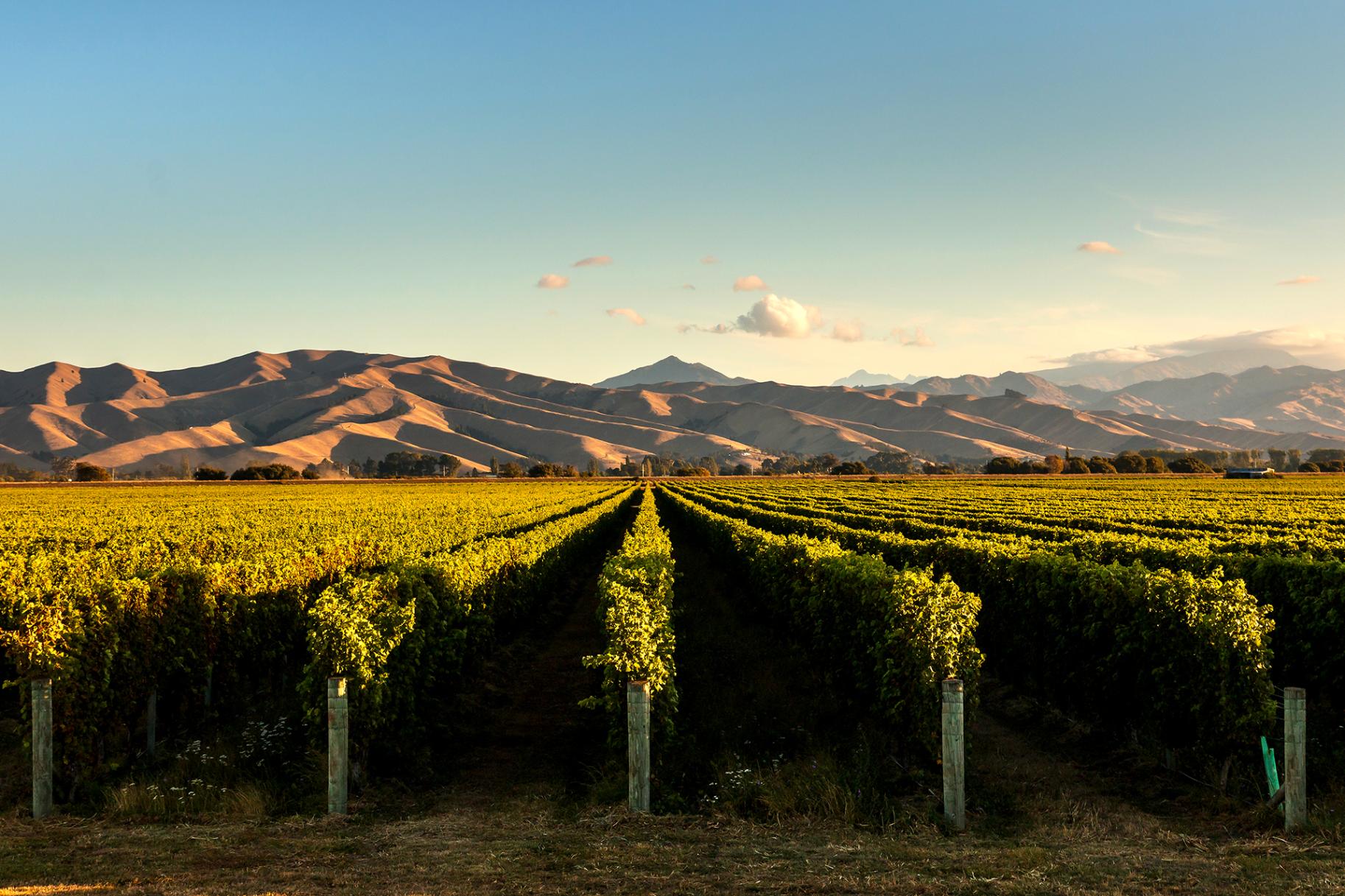 Marlborough Vineyards, New Zealand