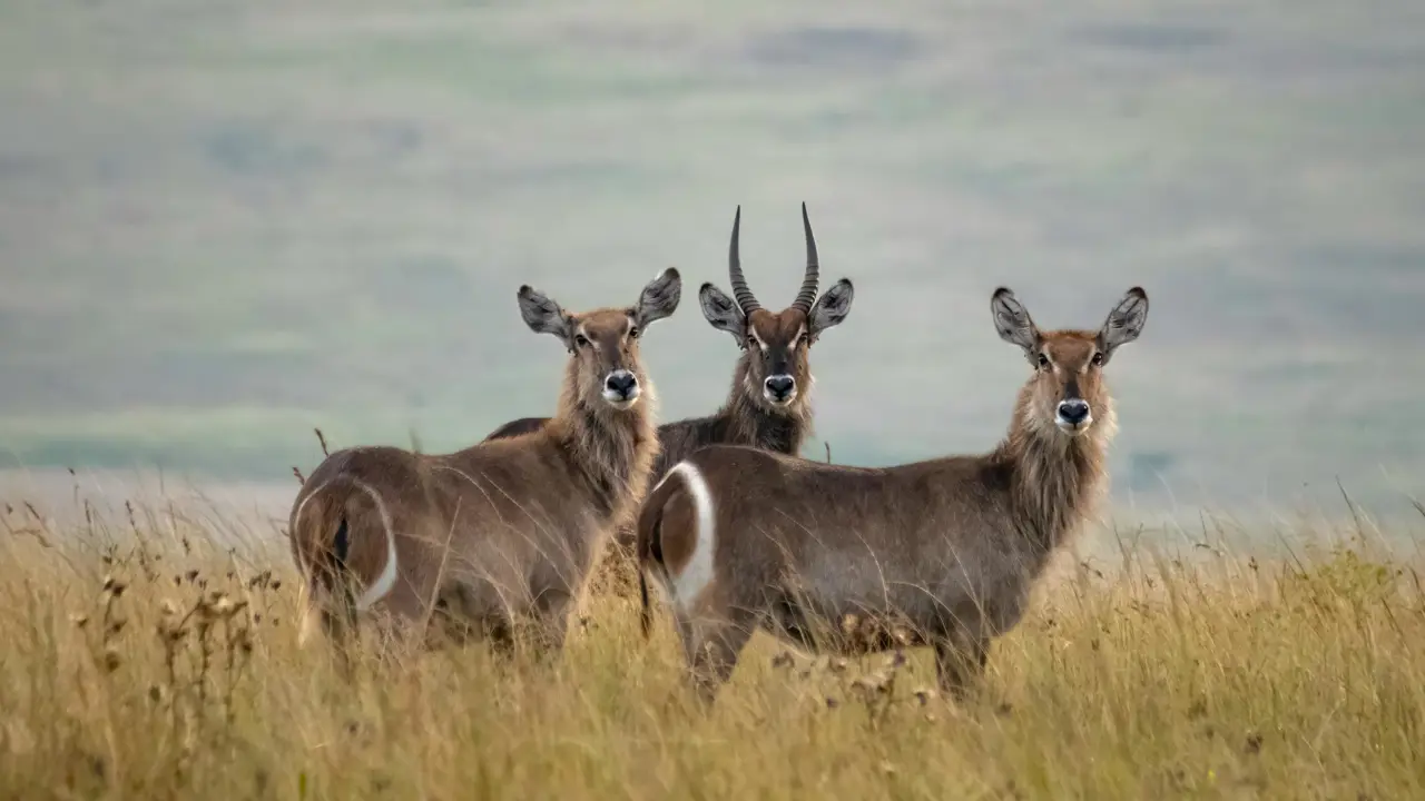 Babanango Game Reserve, waterbuck
