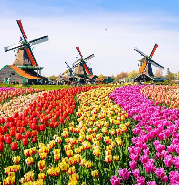 A landscape with colourful tulip fields, traditional Dutch windmills, and historic houses in Zaanse Schans, near Amsterdam in the Netherlands
