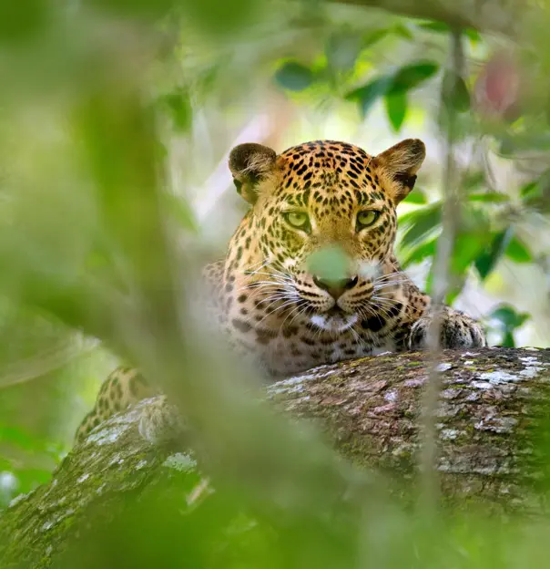 Leopard, Yala National Park