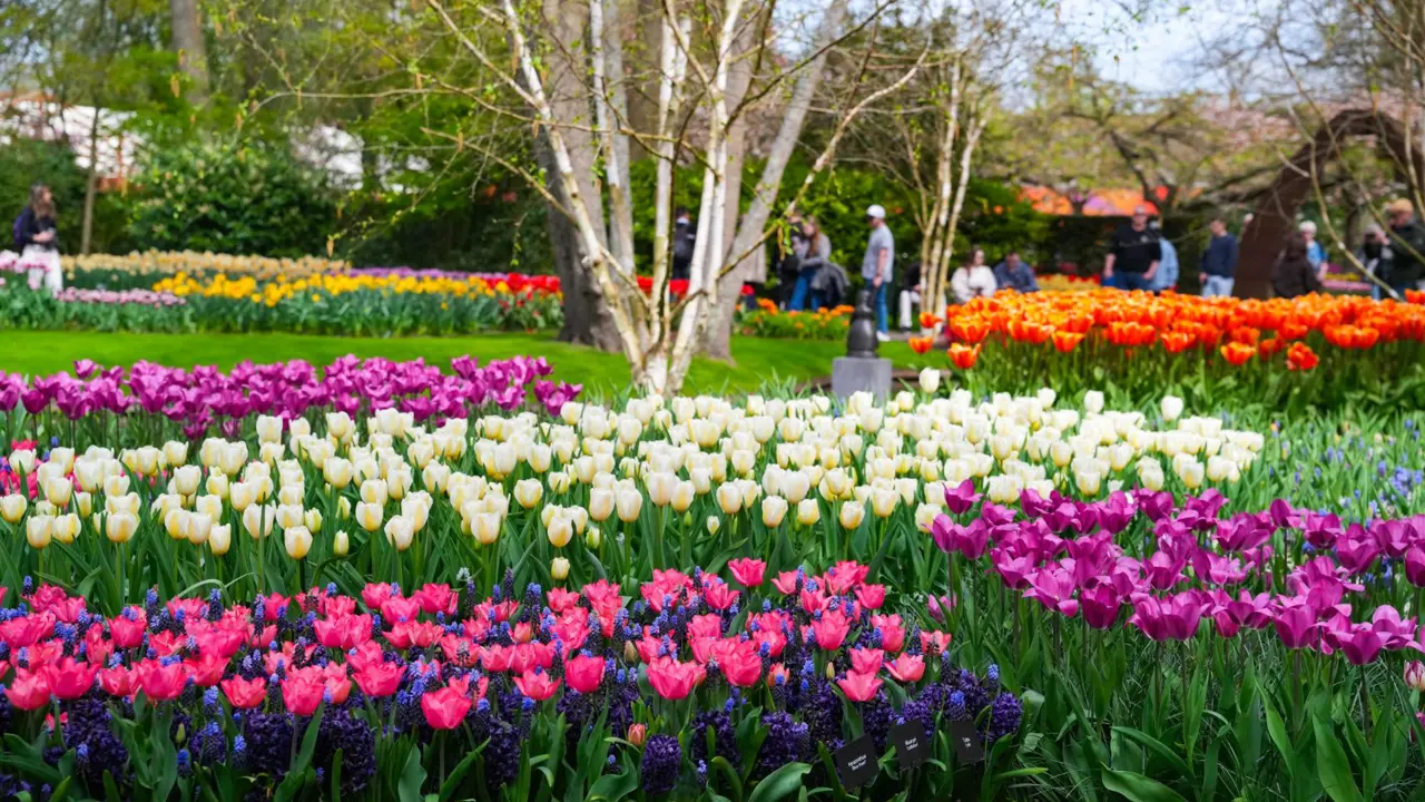 Keukenhof Gardens