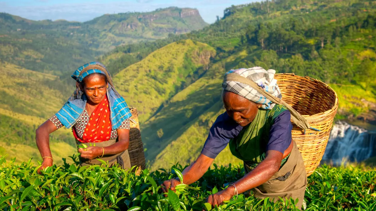 Tea pickers