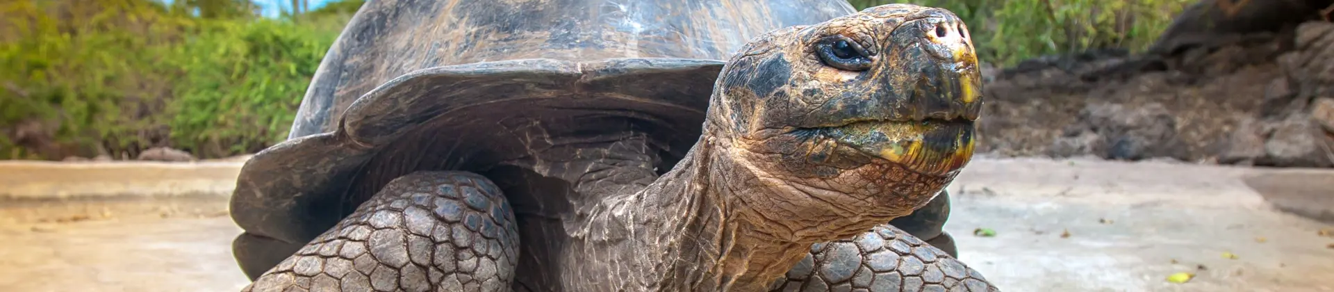 Giant tortoise, Galapagos Islands,