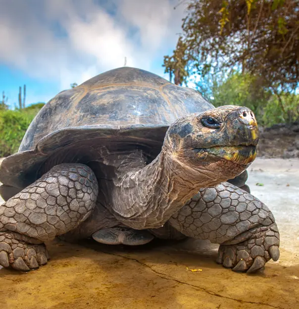 Giant tortoise, Galapagos Islands,