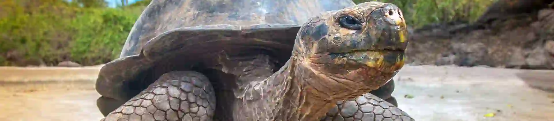 Giant tortoise, Galapagos Islands,