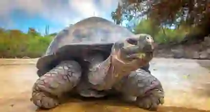 Giant tortoise, Galapagos Islands,