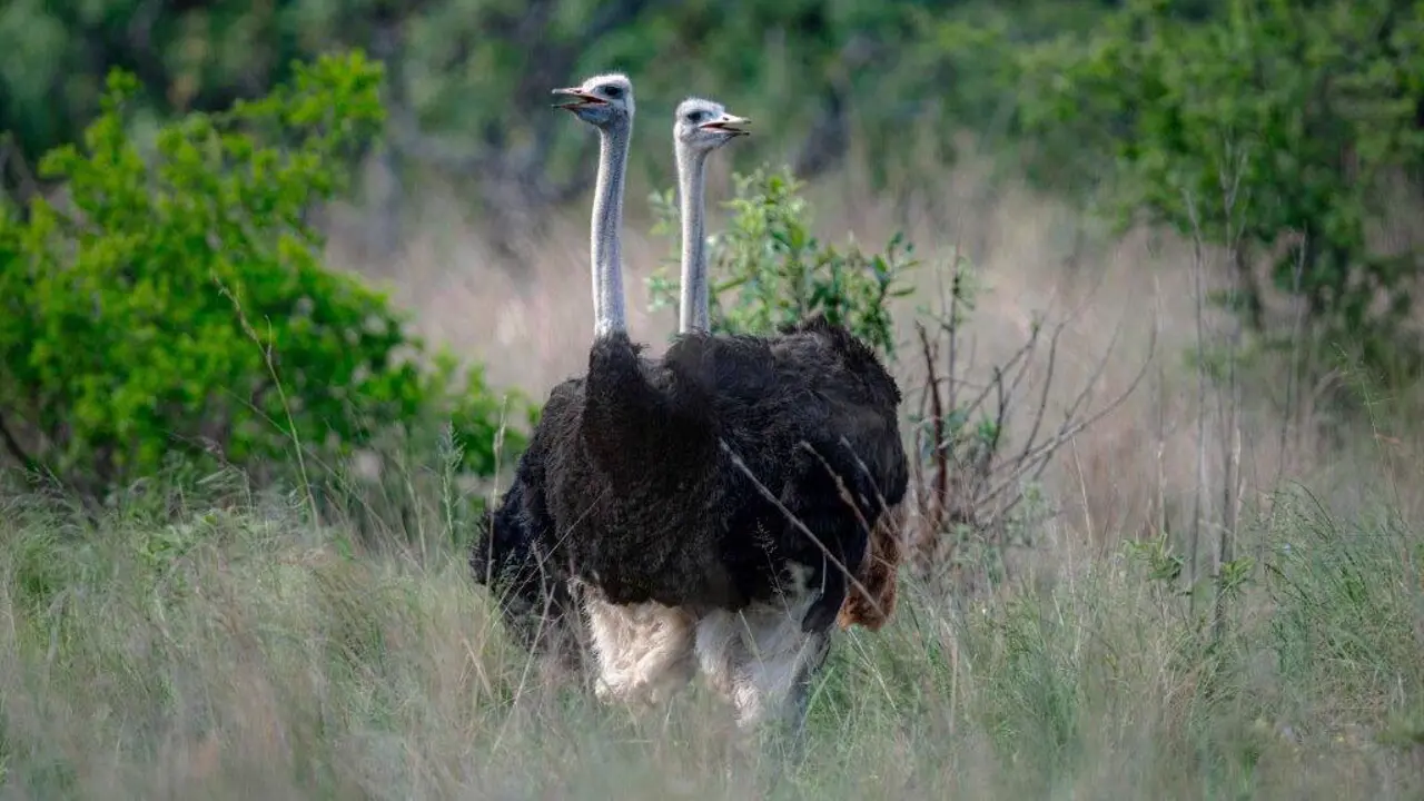 Babanango Game Reserve, ostrich