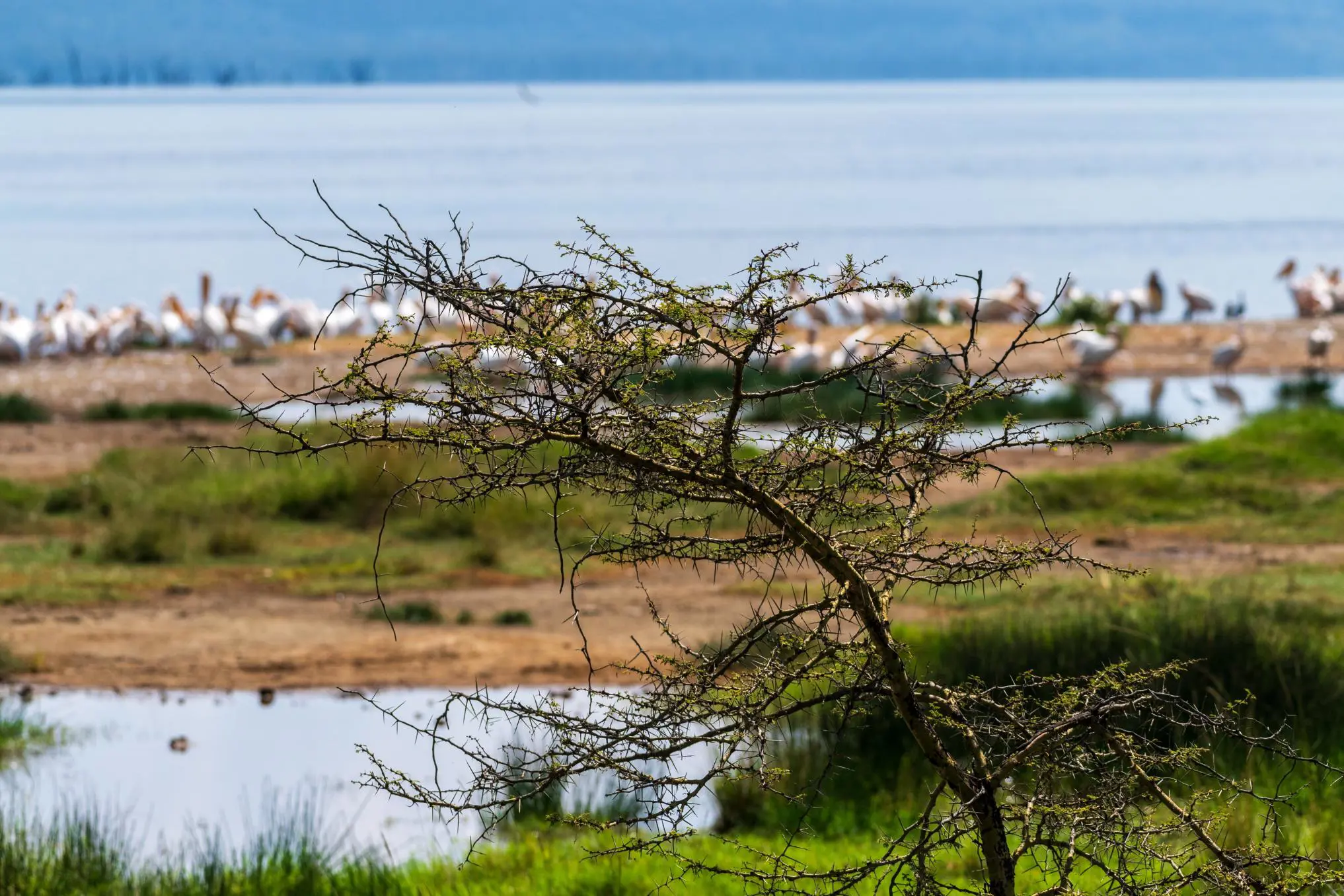 A thorny acacia tree in front of pelicans by Lake Nakuru’s shore