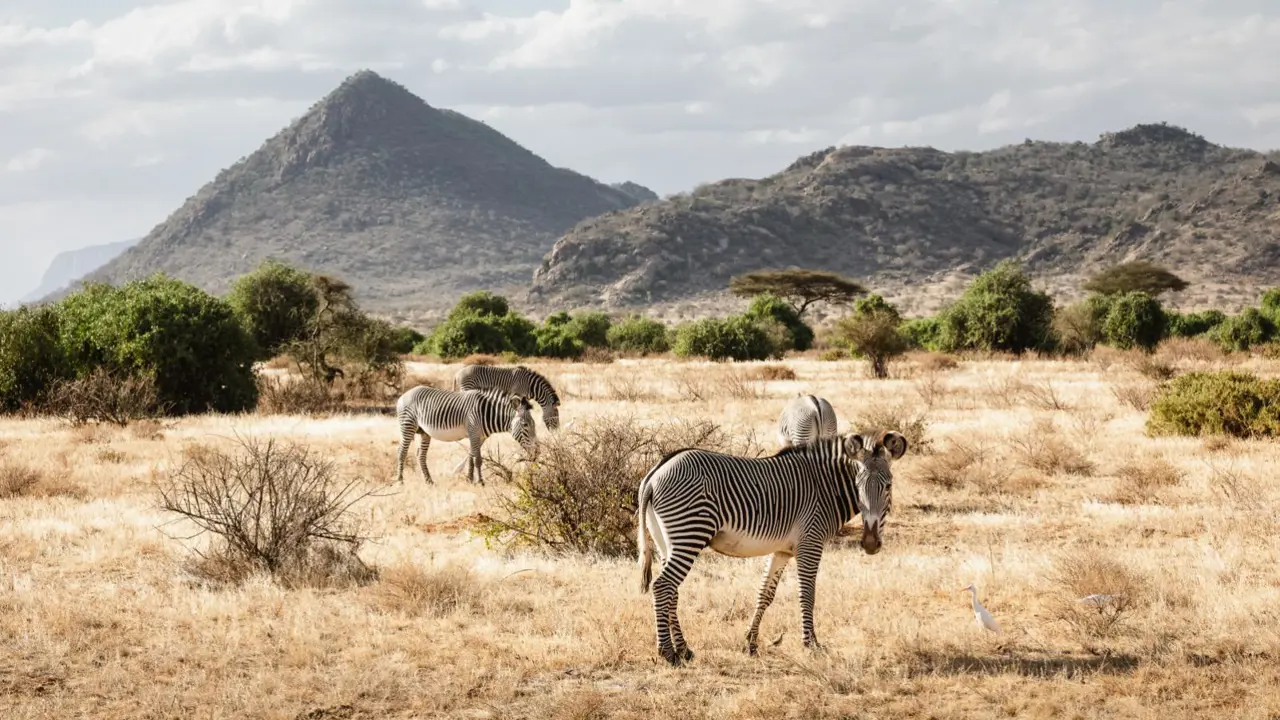 Zebras