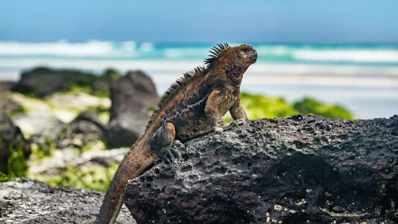 Galápagos Islands iguana sunning itself on a rock