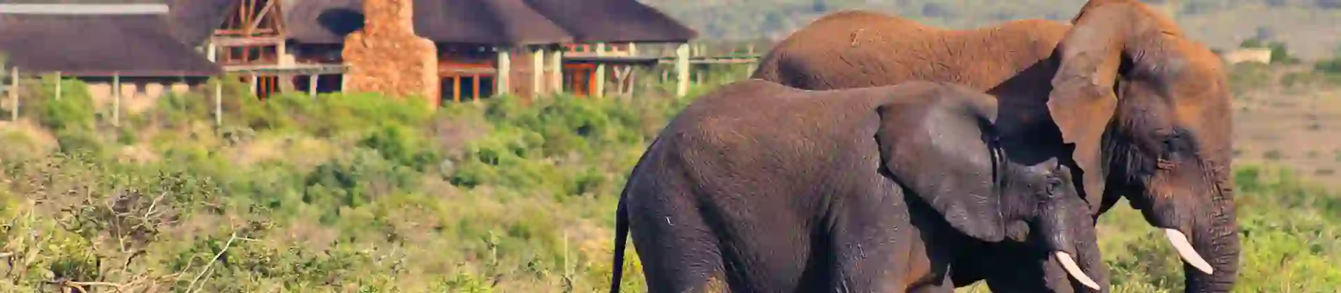 Garden Route Game Lodge, Albertinia, elephants in front of the lodge