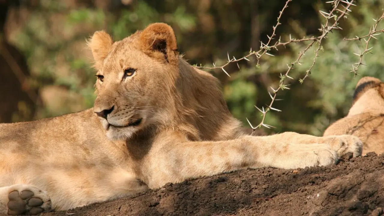 Lion, Karongwe Game Reserve