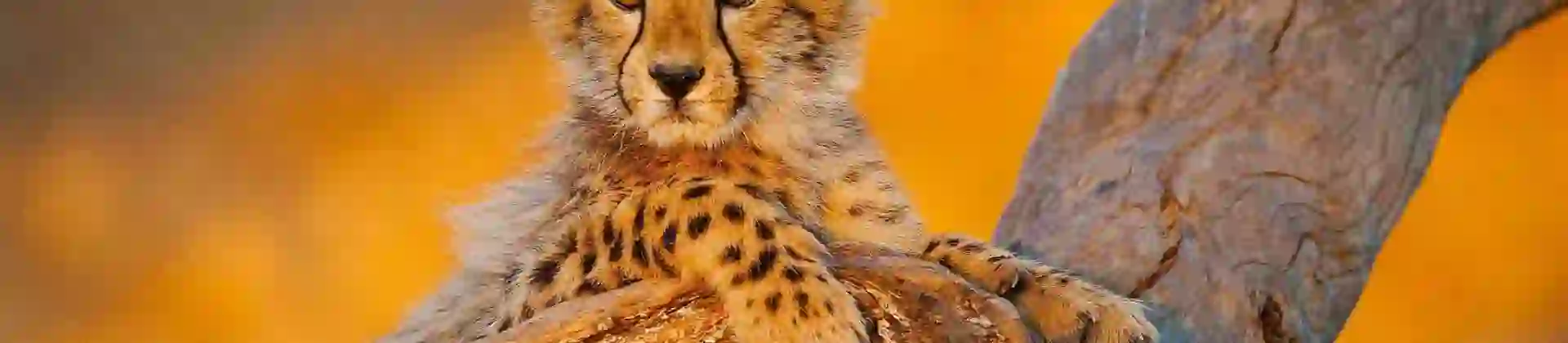 Close-up of a baby cheetah cub leaning its front paws on a branch, bathed in golden light, highlighting its soft spotted fur and curious expression