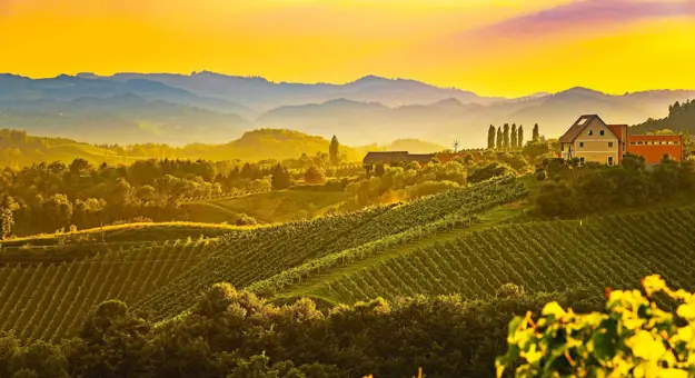 Rolling vineyards bathed in golden sunset light with a farmhouse on a hill in Tuscany, Italy