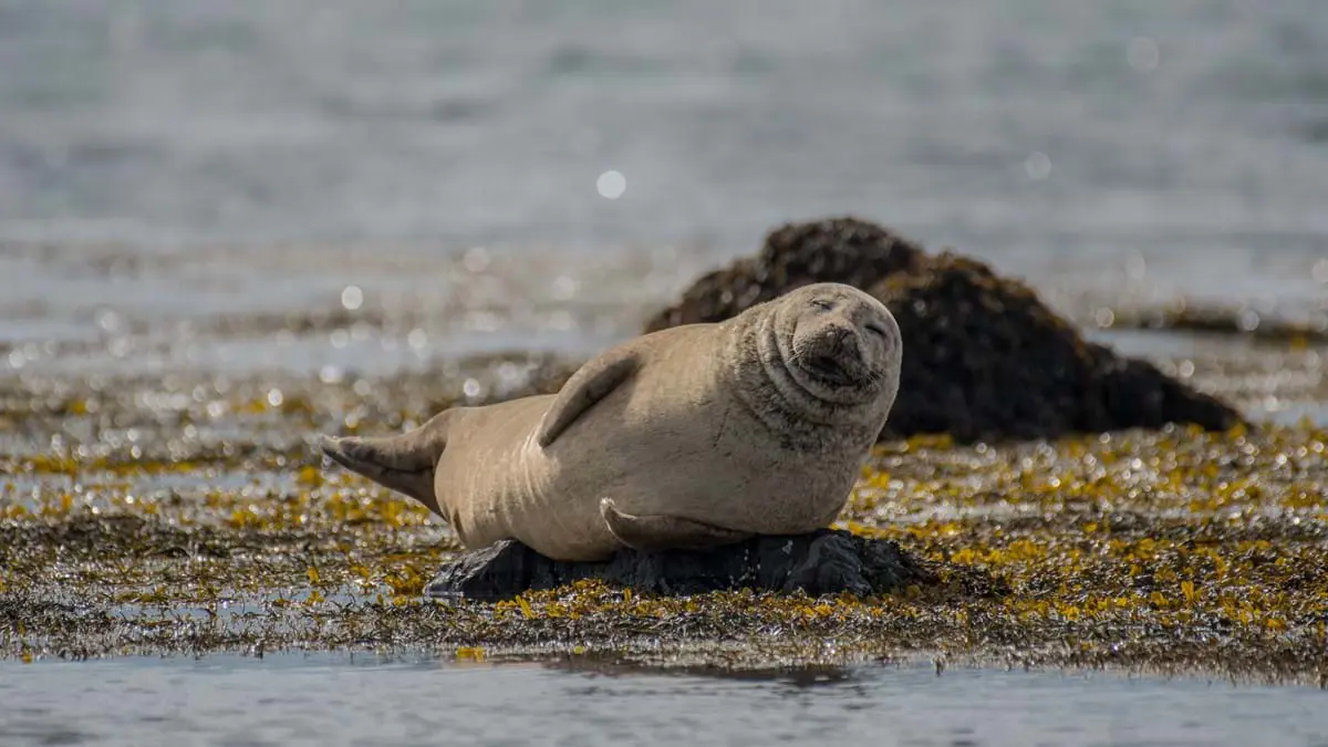 Sealion