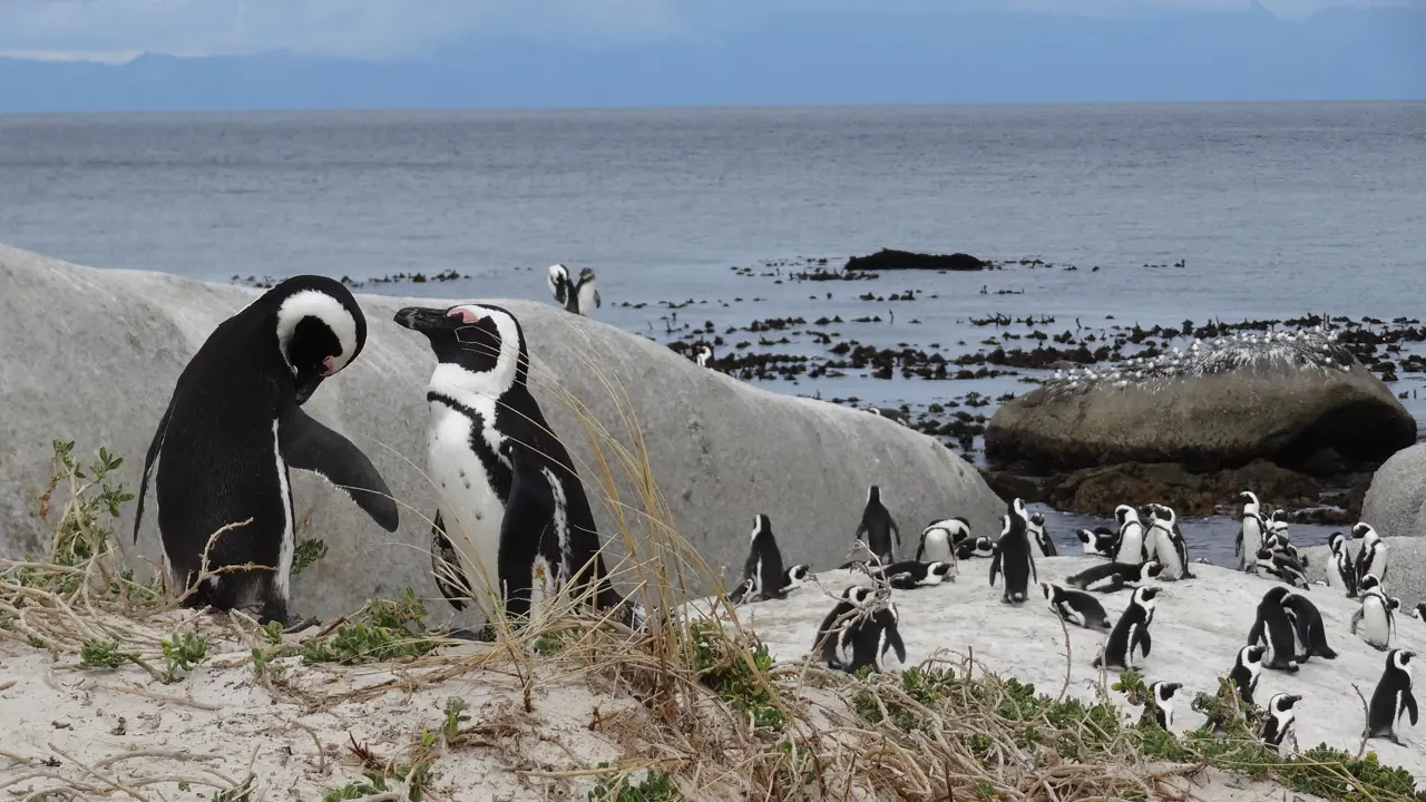 Boulders Beach penguins