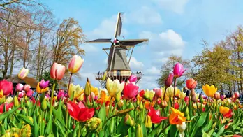 Colourful tulip beds at Keukenhof, Netherlands, with a traditional windmill in the background