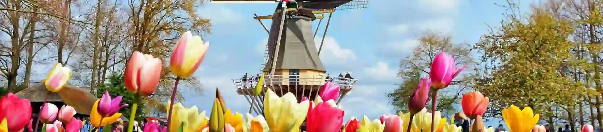 Colourful tulip beds at Keukenhof, Netherlands, with a traditional windmill in the background