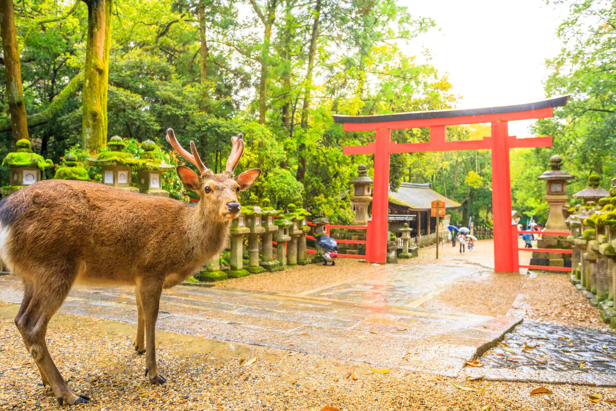 Nara Deer Park