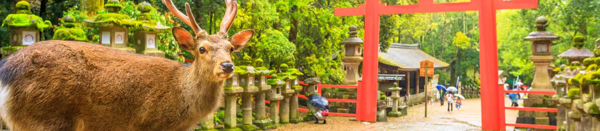 Nara Deer Park