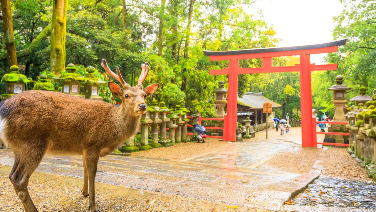 Nara Deer Park