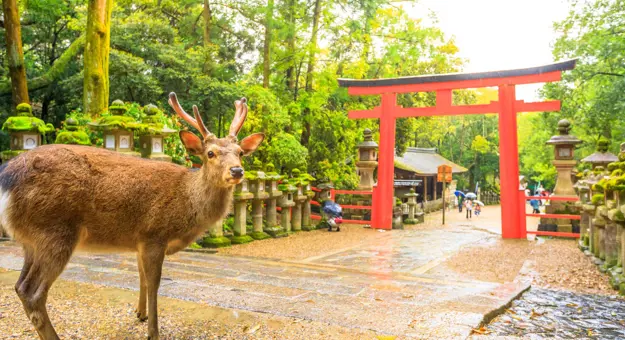 Nara Deer Park