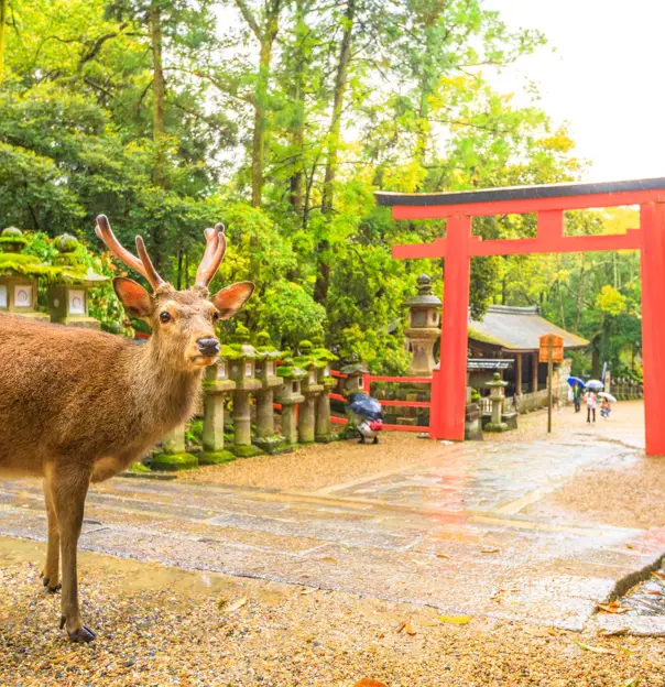 Nara Deer Park