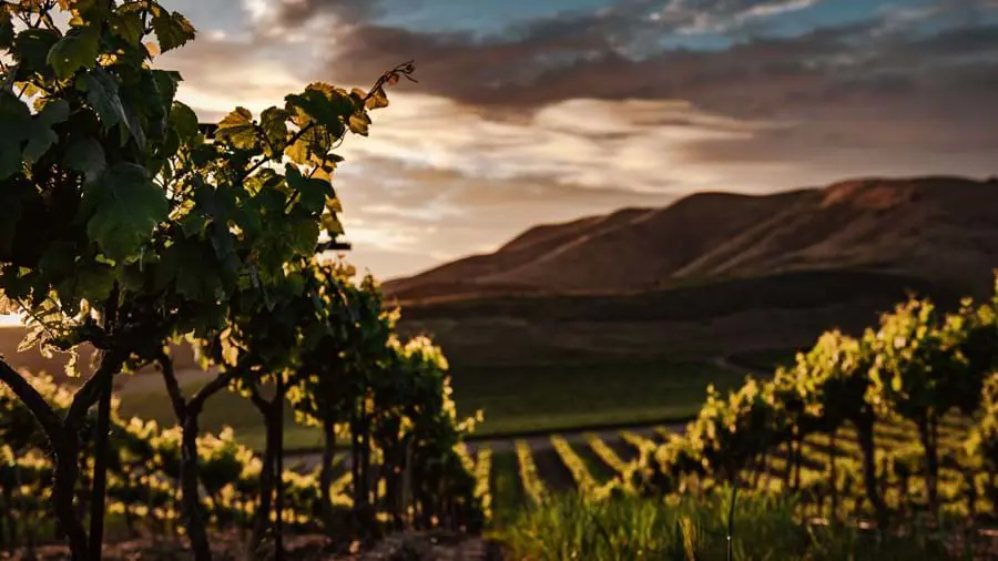 Wine Tour Vineyard