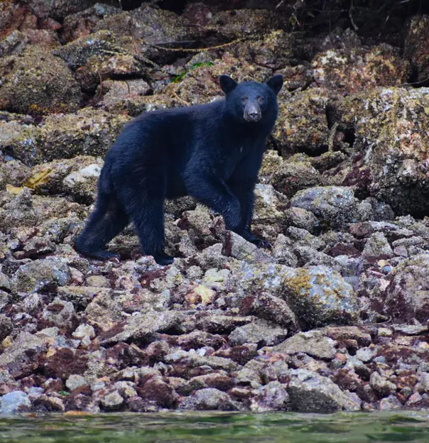 Coastal black bear